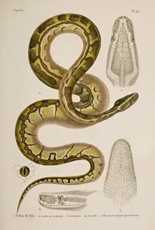 Serpente Stampe: Il rettile di serra africano è il Python sebae
