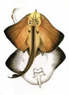 Marine Life History Stampe: Raia marginata, or Bordered Ray