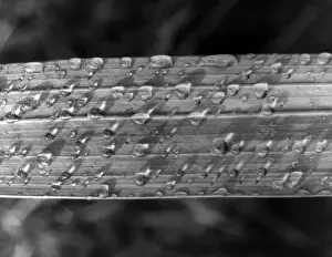Raindrops On Leaves Stampe: RAINDROPS