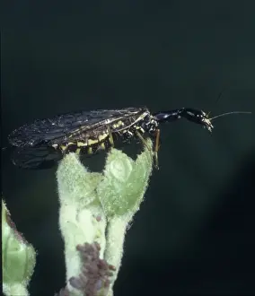 Raphidia sp. calabrone serpente
