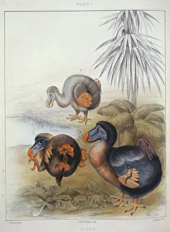 Alleati Stampe: Dodo Raphus cucullatus