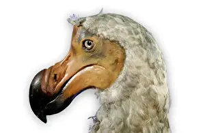 Alleati Stampe: Dodo Raphus cucullatus