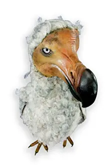 Alleati Stampe: Dodo Raffo Cuculato
