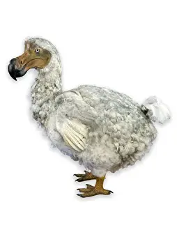 Raphus cucullatus, dodo.