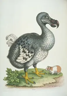 Stampe di La tavoletta 294, incisione a mano colorata in rame stampata con la tecnica del coperchio di George Edwards Le raccolte della storia naturale, vol. II (1760) George Edwards Stampe: Dodo Raffo Cuculotto