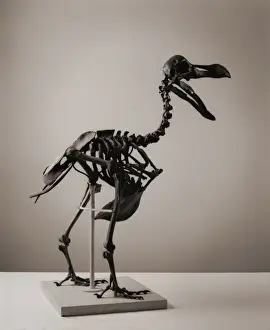 Alleati Stampe: Raphus cucullatus, dodo.