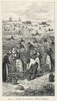 Britain Farming History Stampe: Raspberry Picking / 1901