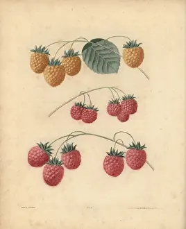 Historical Fruit Illustrations Stampe: Raspberry varieties