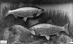 Stampe di Un record mondiale di pesce rospo, catturato nel bacino idrico di Lambeth, Surrey, Inghilterra il 6 settembre 1938 da W. Penney Roach Stampe: Record della Cattura di Ragni.