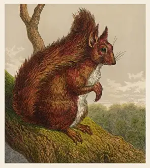 Historical Animal Prints Online Stampe: Red Squirrel 19C