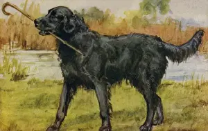 Eileen Hood Artwork Stampe: Retriever