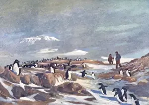 Early 20th Century Expeditions Stampe: Return of the Penguins