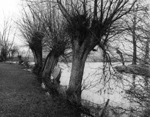 English River Landscapes Stampe: River Confluence