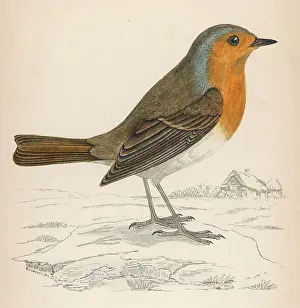 Erithacus Rubecula Images Stampe: Robin (Morris)
