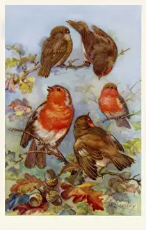 Antique Bird Prints For Sale Stampe: Robins