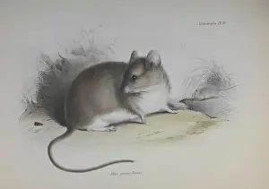 HMS Beagle Zoology Stampe: Rodent