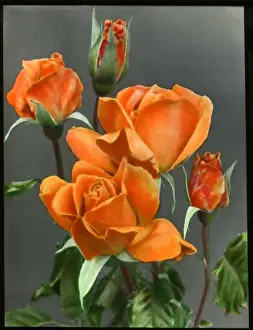 Colourful Roses Stampe: Rosa Emma Wright