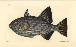 George Shaw Zoology Stampe: Rough triggerfish, Canthidermis maculata
