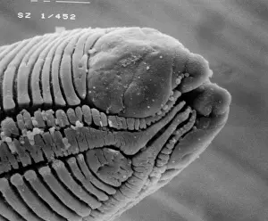 Scanning Electron Micrograph SEM Stampe: Roundworm