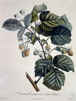 Dicotyledon Flowering Plants Stampe: Rubus idaeus, raspberry