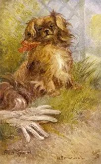 Pekingese Breed Stampe: Ruby Pekingese / Postcard