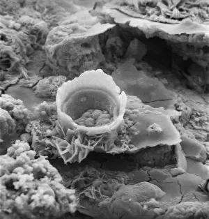Scanning Electron Microscope SEM Stampe: Rusty screw