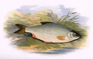 Victorian Fish Species Stampe: Rutilus rutilus, or Common Roach