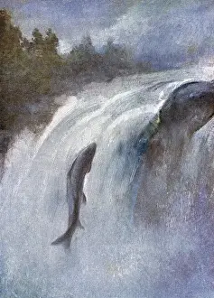 Historical Marine Life Stampe: A Salmon Leaping