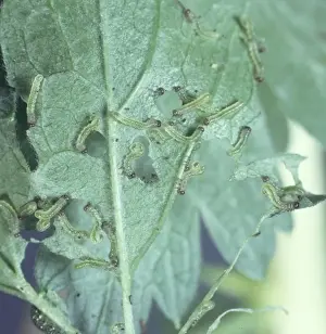 Insect Feeding Habits Stampe: Sawfly larvae devouring a leaf