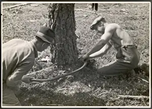 Sustainable Forestry Practices Stampe: Sawing a Tree