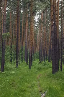 Scots Pine Forest Stampe: Scots Pine forest