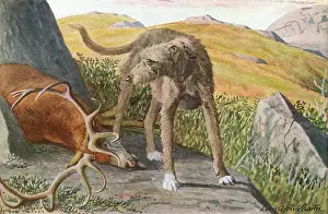 Cane Scottish Hircocerdo