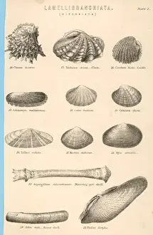 Mussel Shell Images Stampe: SEA SHELLS