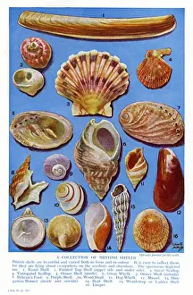 I Moscerini Stampe: Una selezione di conchiglie britanniche.