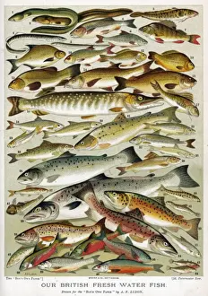 Stampe di Una scelta di pesce: 1.eel con naso affilato, 2.eel con naso appuntito, 3.burbot, 4.lampreia, 5.lampern (non riconosciuto), 6.chub, 7.perca, 8.rogna, 9.brema, 10.rudd, 11.carp di Prussia E Stampe: Una selezione di pesce