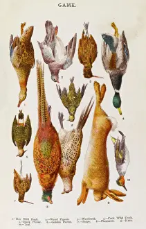 Stampe di Uccelli da gioco vari: pavone di bosco e selvaggia anatra. uccello codacchio nero piavicella stornelle fagiano cinghiale fratina tachinetta Uccelli Acquatici Stampe: Una selezione di gioco