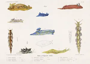 Sea Creatures Photography Stampe: Selection of Molluscs