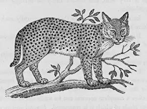 Wild Cat Images Stampe: Serval (Bewick)