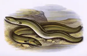 Stampe di Anguilla naso acuto (Anguilla anguilla, Anguilla acutirostris), e Anguilla naso largo (Anguilla anguilla, Anguilla latirostris). Data: 1879 Anguilla Stampe: Anguilla con Naso Acuto e Anguilla con Naso Largo
