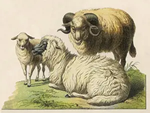 Vintage Farm Illustration Stampe: Three Sheep 19C