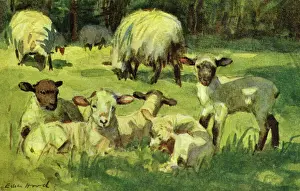 Pecora Stampe: Agnello e pecora