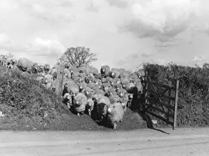 Vintage Farm Photography UK Stampe: Sheep Push through Gate