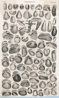 Bivalve Mollusks Stampe: Shells and Bivalves