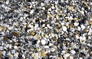 Beach Shells Stampe: Shells & pebbles on beach
