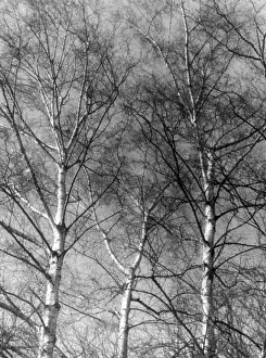 Silver Birch Forest Stampe: Silver Birch Tree