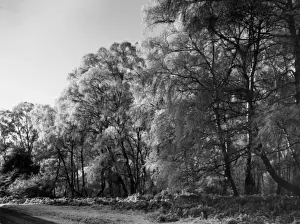 Silver Birch Trees Stampe: Silver Birches