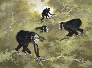 Human Evolution Timeline Stampe: Sivapithecus indicus