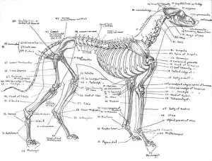 Immagini Correlate Stampe: Osso di un levriero grigio
