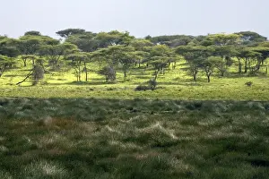 African Country Landscapes Stampe: Small marsh at Ndutu