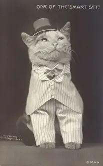 Cat Wearing Hat Stampe: One of the smart set